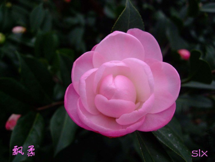 ��Ƭ2012-2-2f 00311.jpg