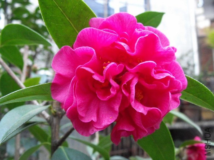 DSCF0375.JPG