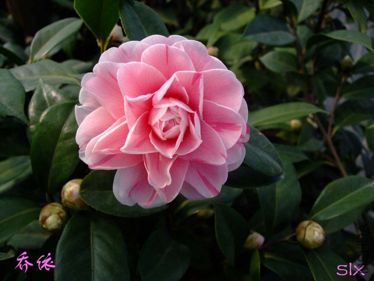 ��Ƭ2012-2-2f 02211.jpg