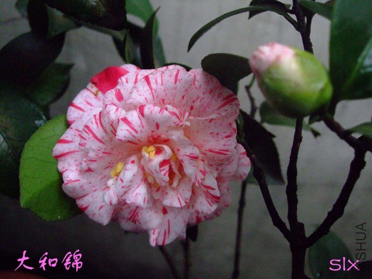 ��Ƭ2012-1-28f 00811.jpg