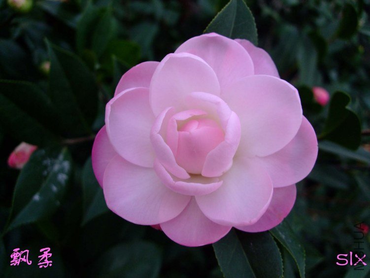 ��Ƭ2012-2-2f 31121.jpg