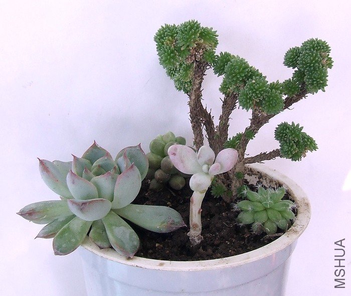 DSCF2714.JPG