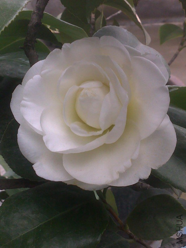 20120202269.jpg