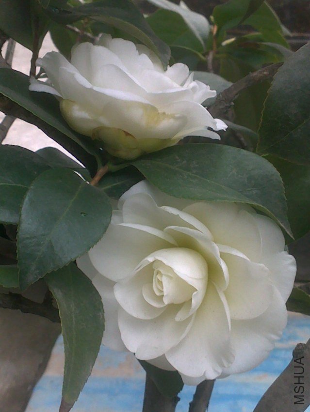 20120202270.jpg