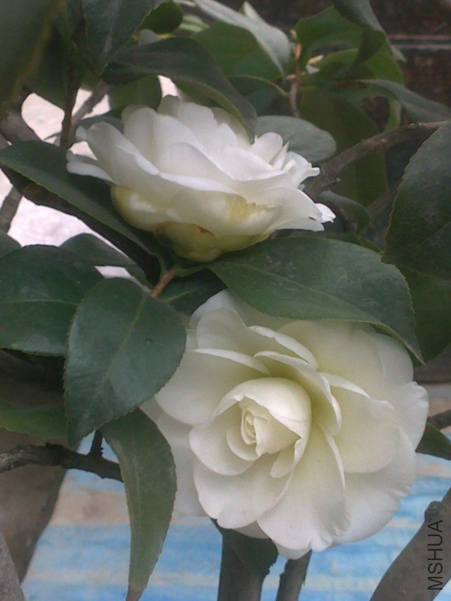 20120202271.jpg