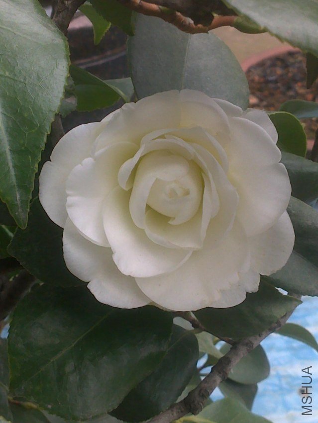20120202272.jpg