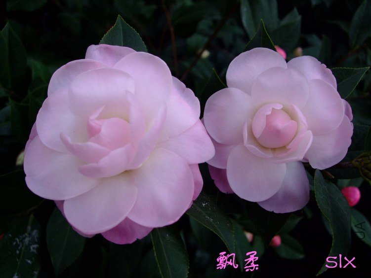 ��Ƭ2012-2-3f 00611.jpg