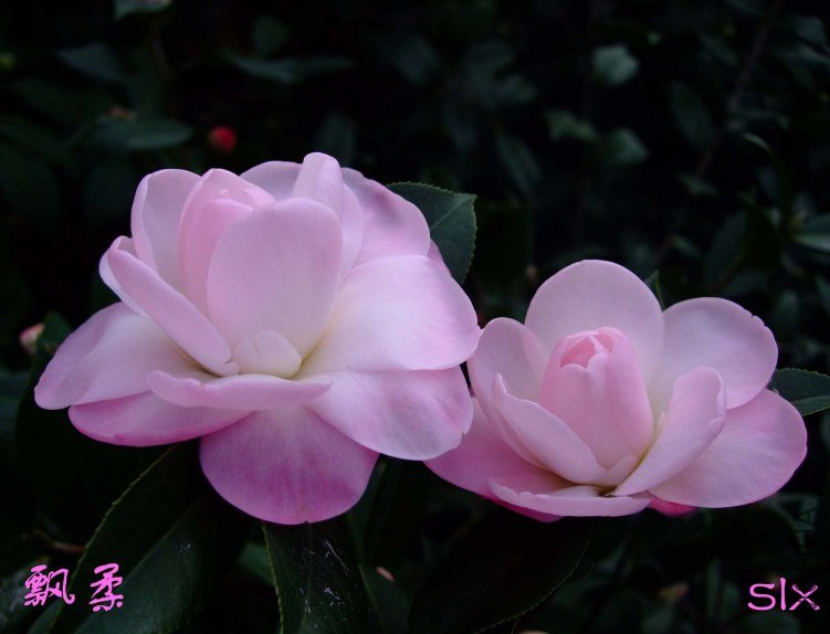 ��Ƭ2012-2-3f 00111.jpg