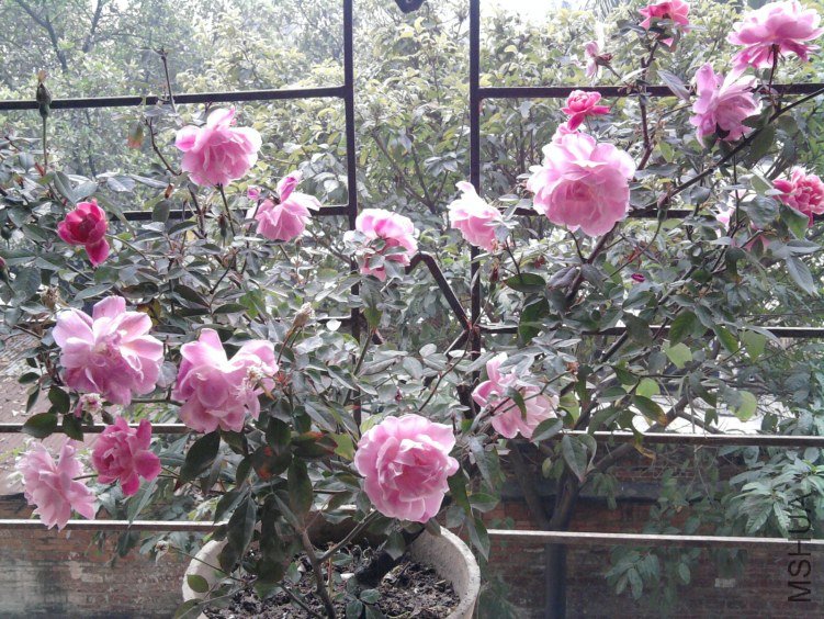 ��Ƭ0288.jpg