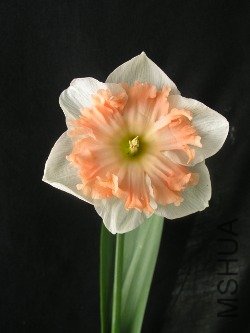 d71.jpg