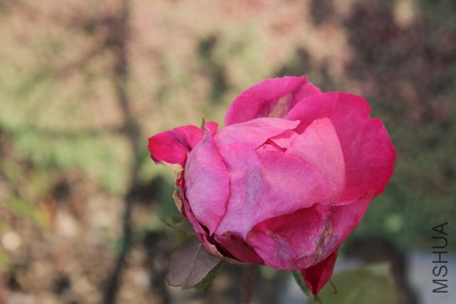 IMG_0784.JPG
