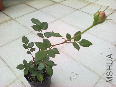���Ŵ󻨰����ǲ�_.jpg