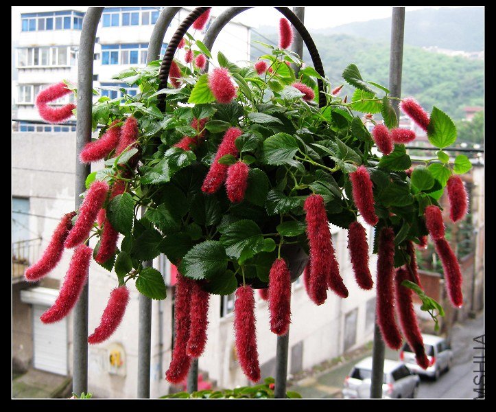 2011��8�� 031.jpg