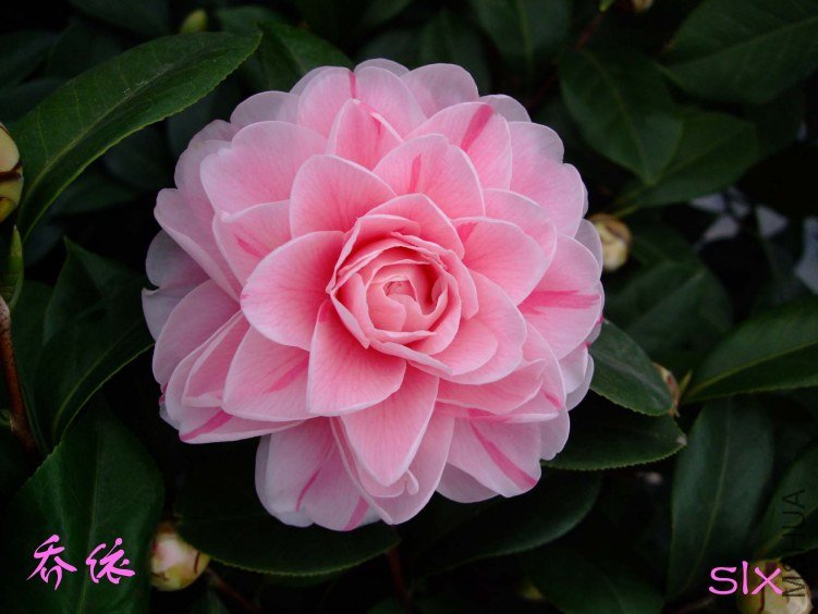 ��Ƭ2012-2-5f 01511.jpg