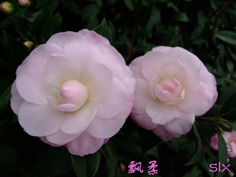 ��Ƭ2012-2-5f 02311.jpg