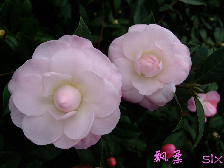 ��Ƭ2012-2-5f 01111.jpg