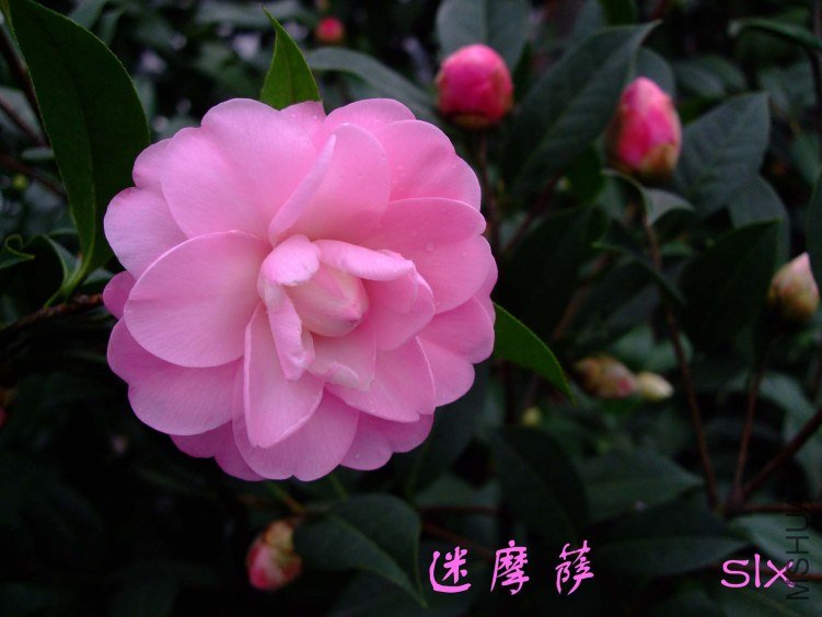 ��Ƭ2012-2-5f 02211.jpg