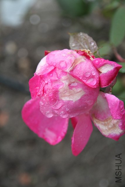 IMG_0863.JPG