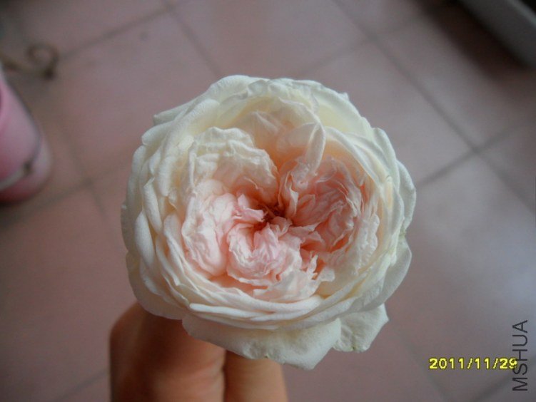 ��Ƭ 019.jpg