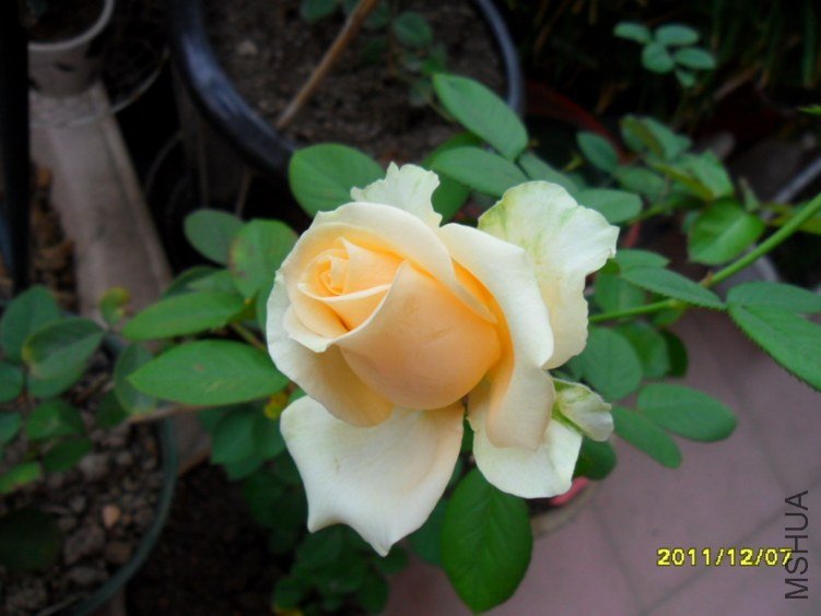 ��Ƭ 021.jpg