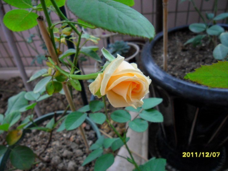 ��Ƭ 022.jpg