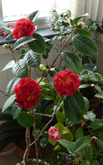 p1010370_����.jpg