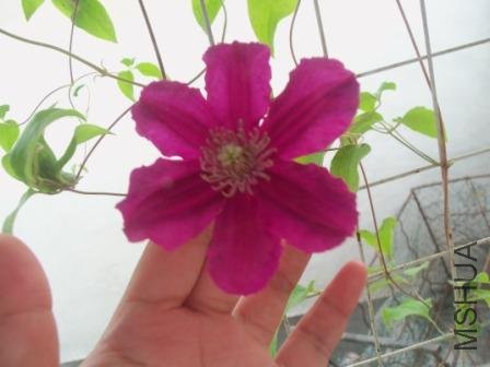 �ҵĶ�������