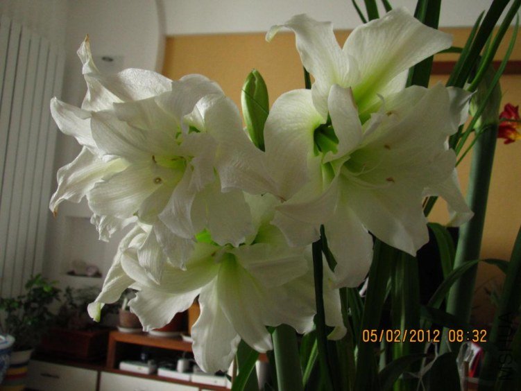 IMG_0580.JPG