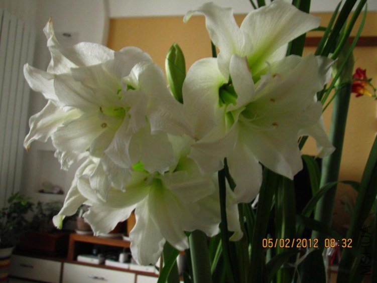 IMG_0581.JPG