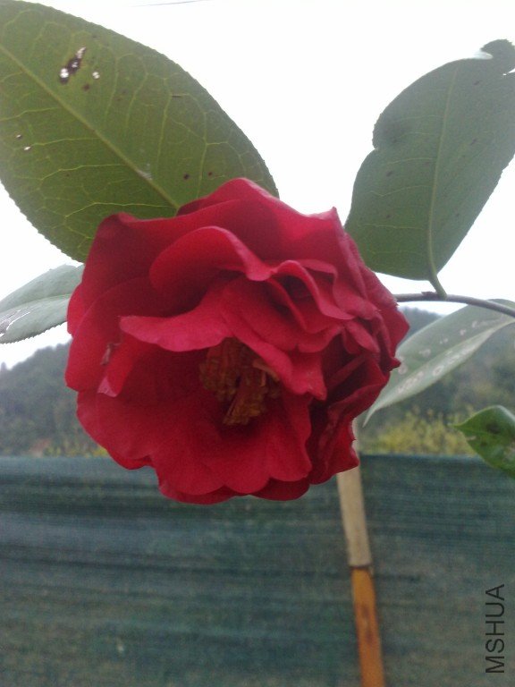 201202021161.jpg