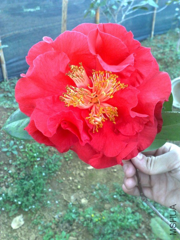 201202061181.jpg