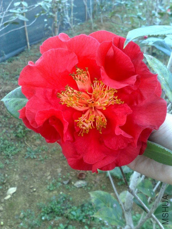 201202061184.jpg