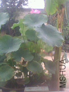 IMG0045A.jpg