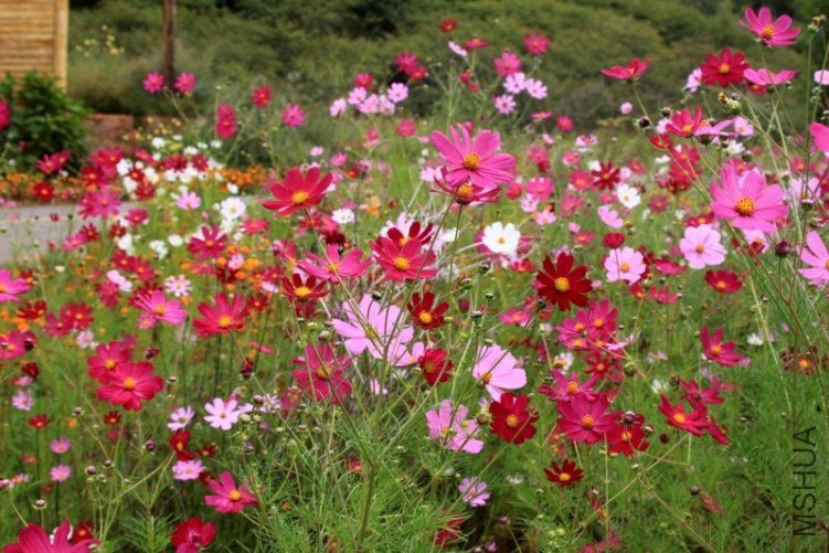 pic110.jpg
