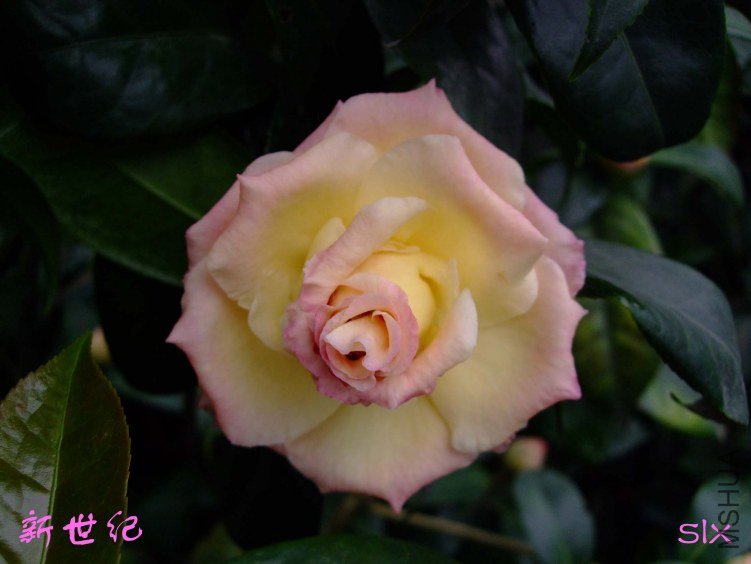 ��Ƭ2012-2-7f 00311.jpg