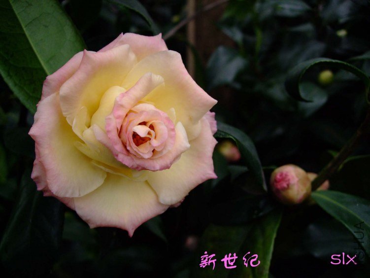 ��Ƭ2012-2-7f 01311.jpg