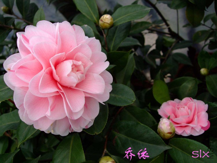 ��Ƭ2012-2-7f 02111.jpg