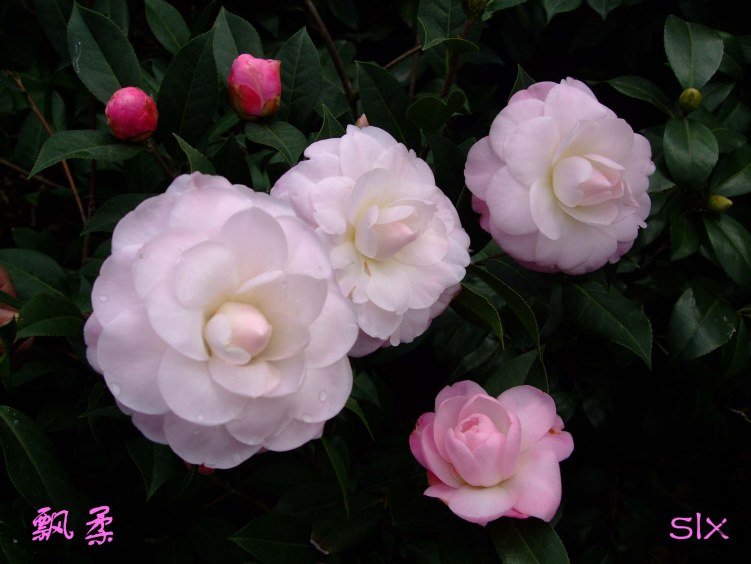 ��Ƭ2012-2-7f 01911.jpg