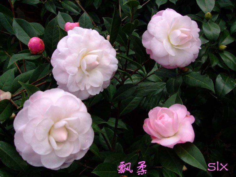 ��Ƭ2012-2-7f 01811.jpg