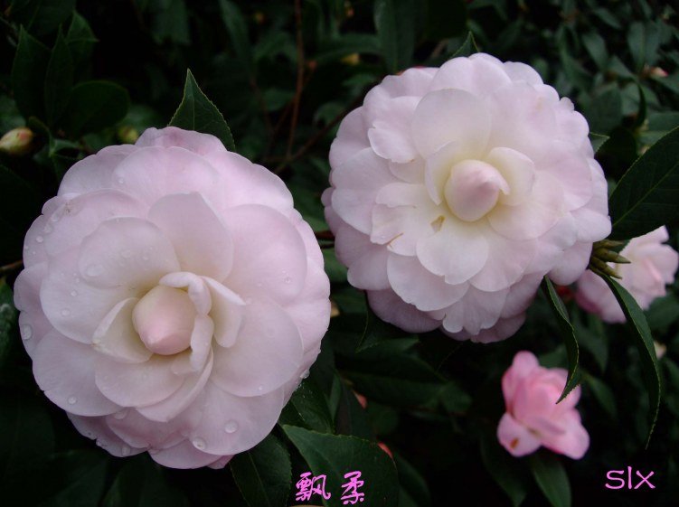 ��Ƭ2012-2-7f 00411.jpg