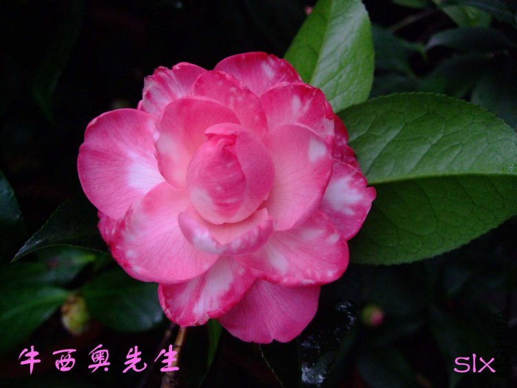 ��Ƭ2012-2-6f 01911.jpg