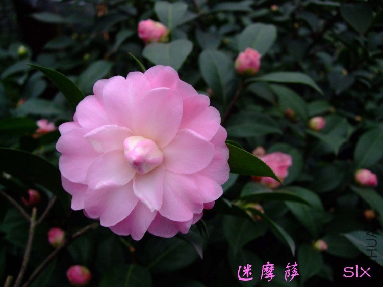 ��Ƭ2012-2-6f 00811.jpg