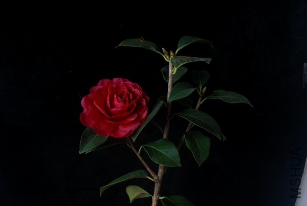 DSC_0116.JPG