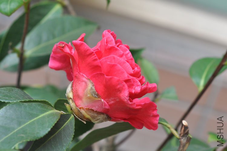 DSC_1752.JPG