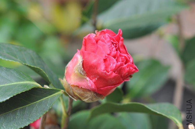 DSC_1743.JPG