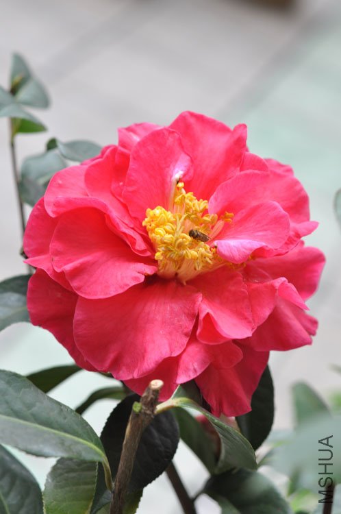 DSC_1782.JPG