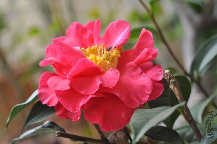 DSC_1783.JPG