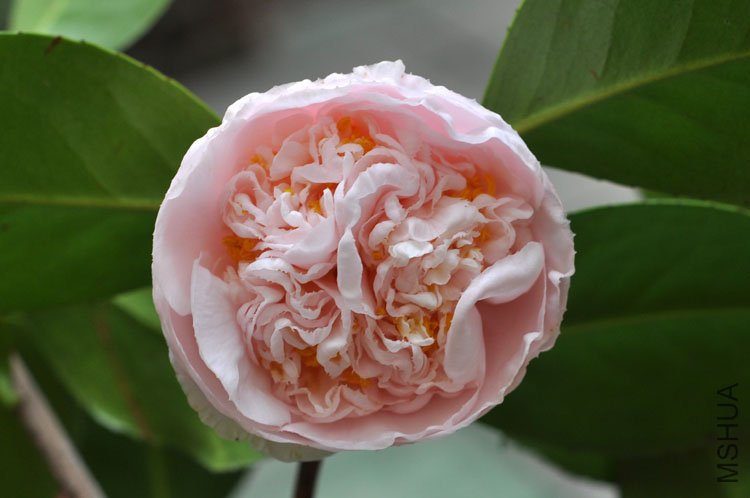DSC_1795.JPG