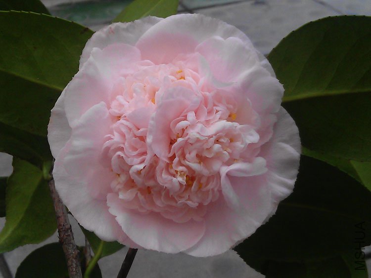 IMAG0207.jpg