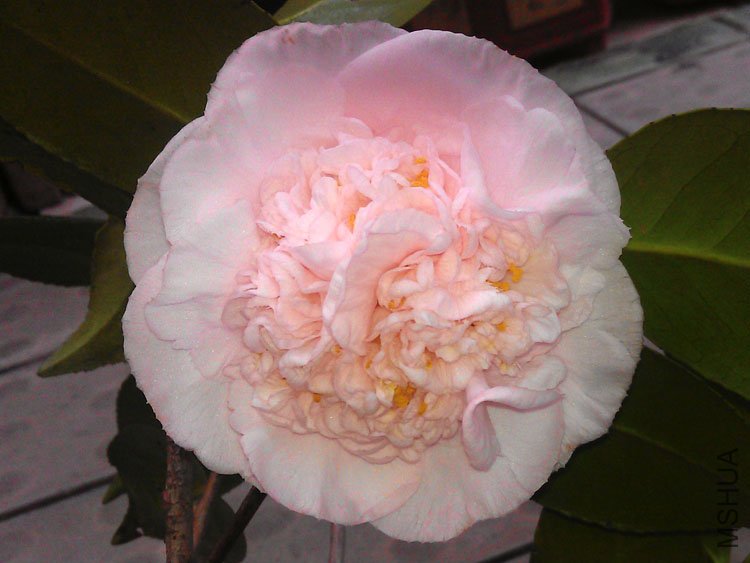 IMAG0204.jpg
